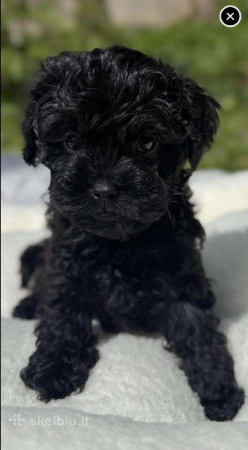 Cockapoo F2 (patinukas)