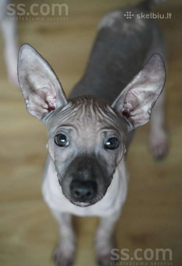 American hairless terrier