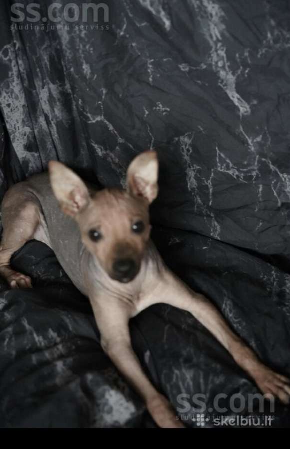 American hairless terrier - nuotraukos Nr. 2