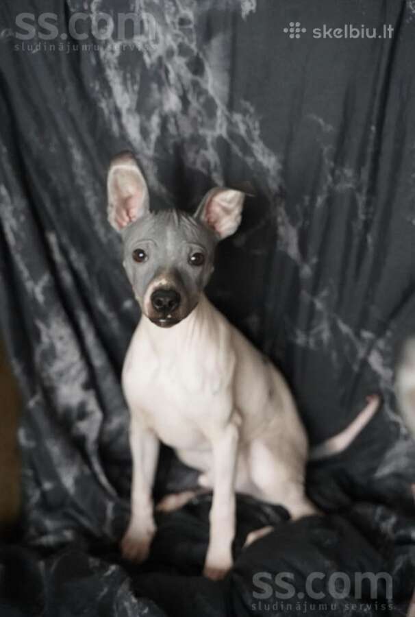 American hairless terrier - nuotraukos Nr. 3