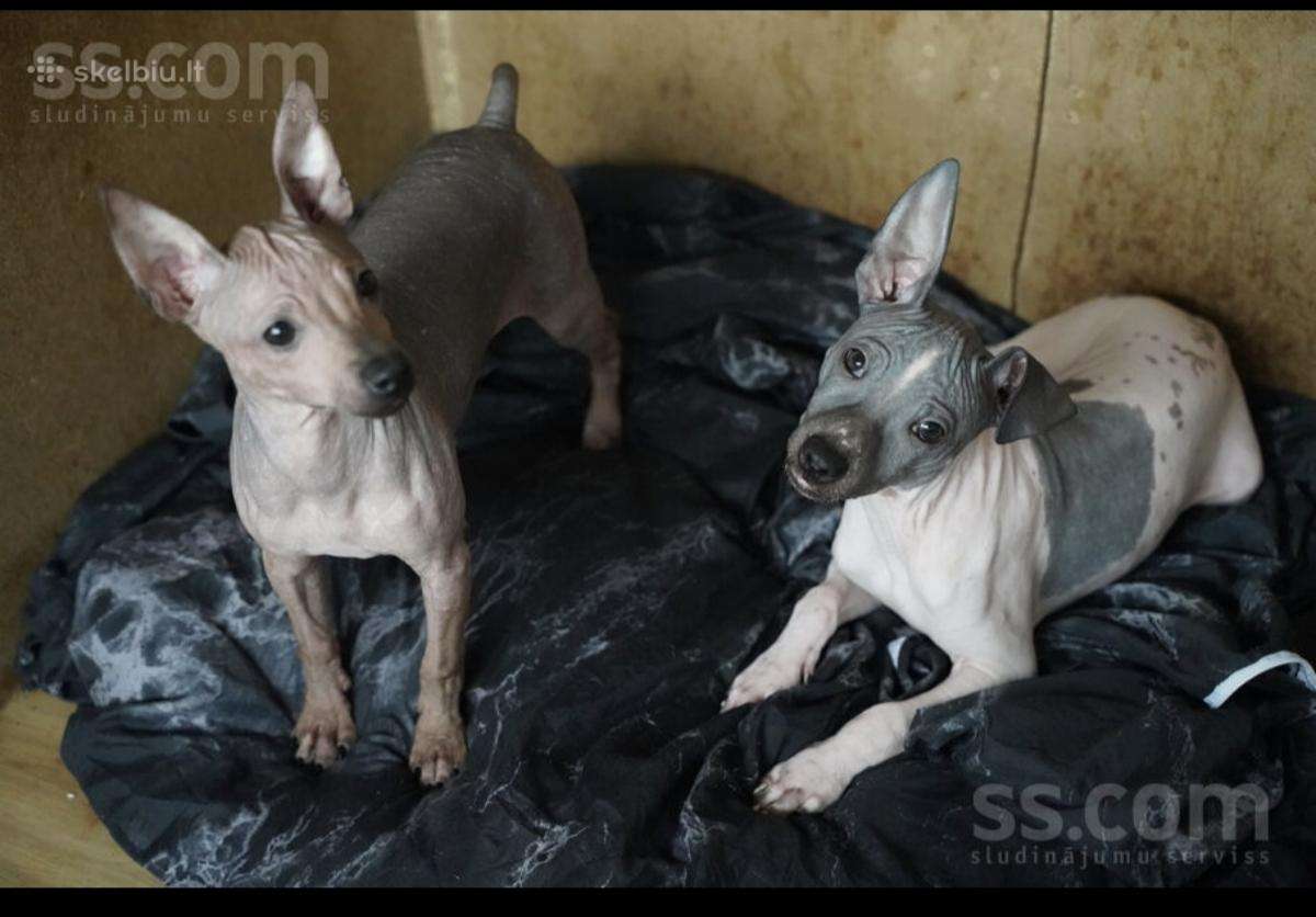 American hairless terrier - nuotraukos Nr. 4