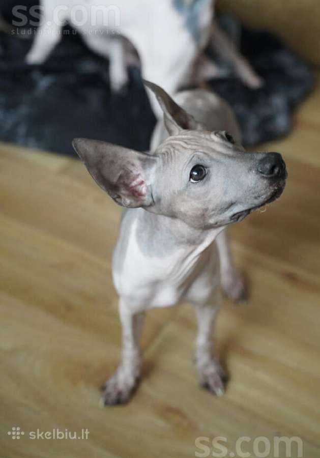 American hairless terrier - nuotraukos Nr. 5
