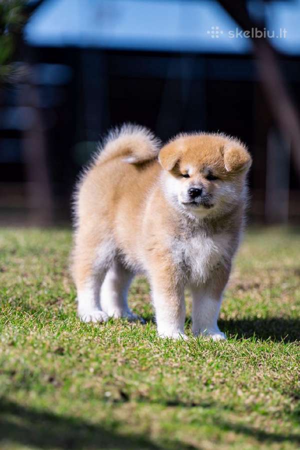 Kilmingi Japonų Akita šuniukai su dokumentais - nuotraukos Nr. 9