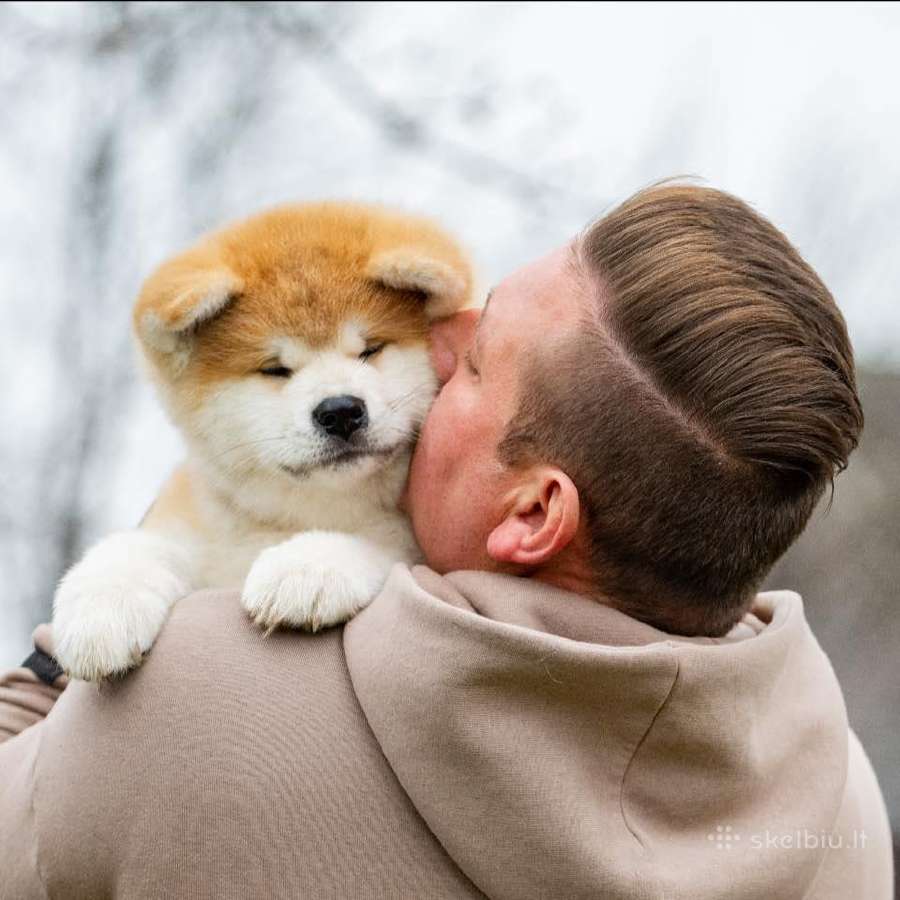 Kilmingi Japonų Akita šuniukai su dokumentais