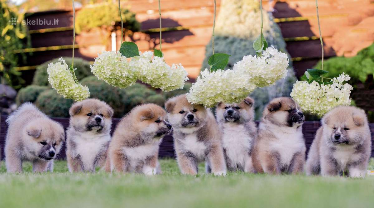 Kilmingi Japonų Akita šuniukai su dokumentais - nuotraukos Nr. 11