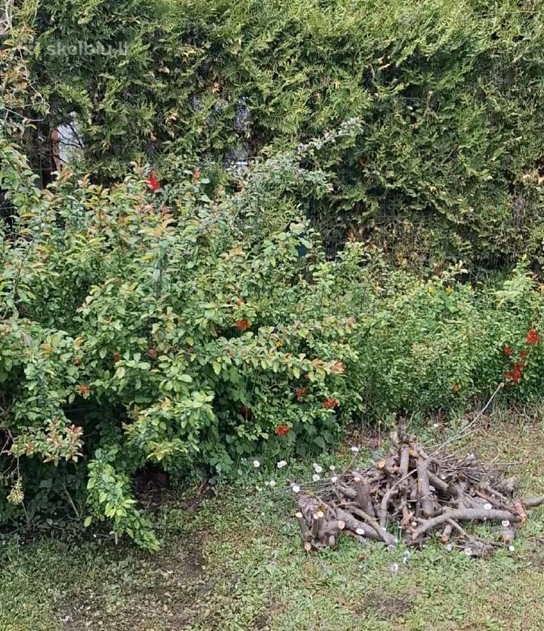 Parduodu svarainių sodinukus - nuotraukos Nr. 3