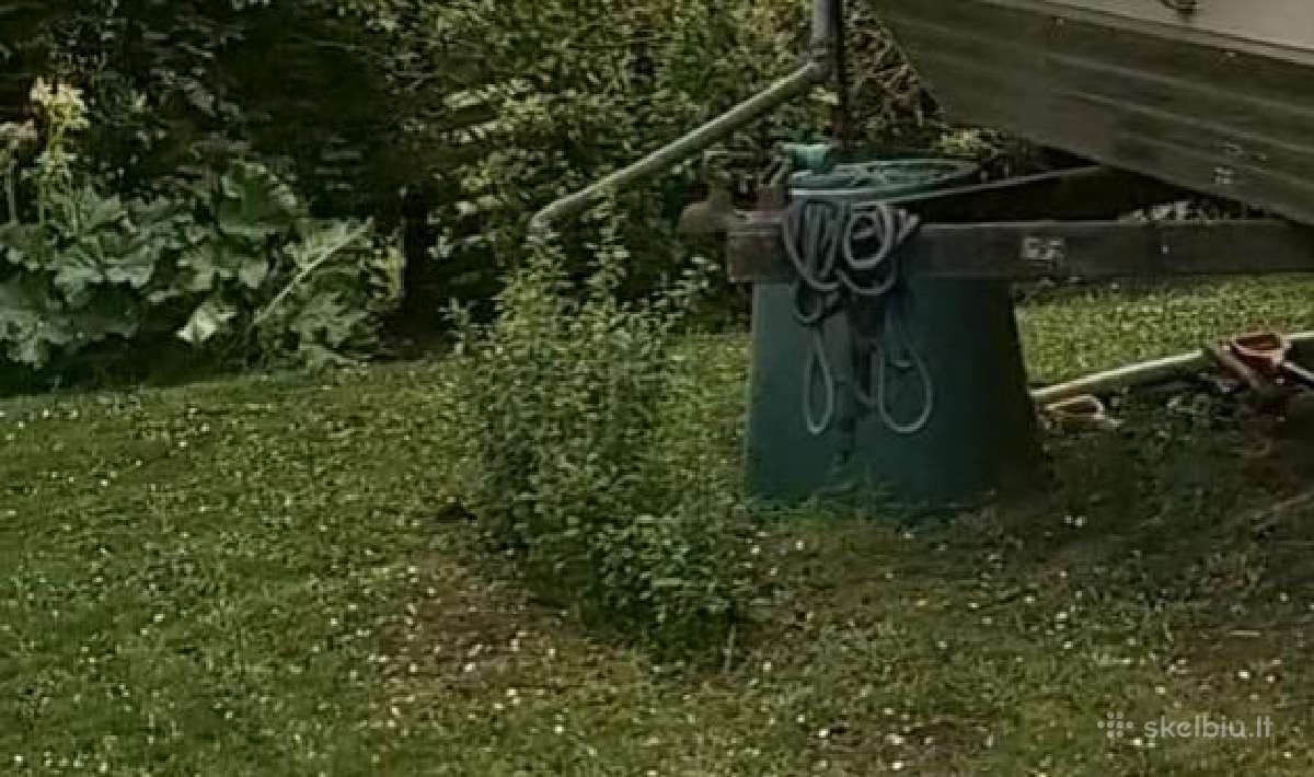 Parduodu svarainių sodinukus - nuotraukos Nr. 4