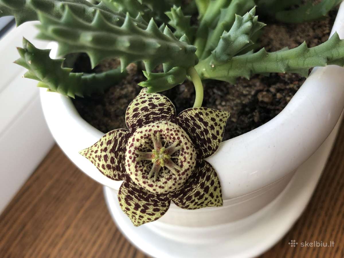 Stapelija Grandiflora ir Variegata - nuotraukos Nr. 5