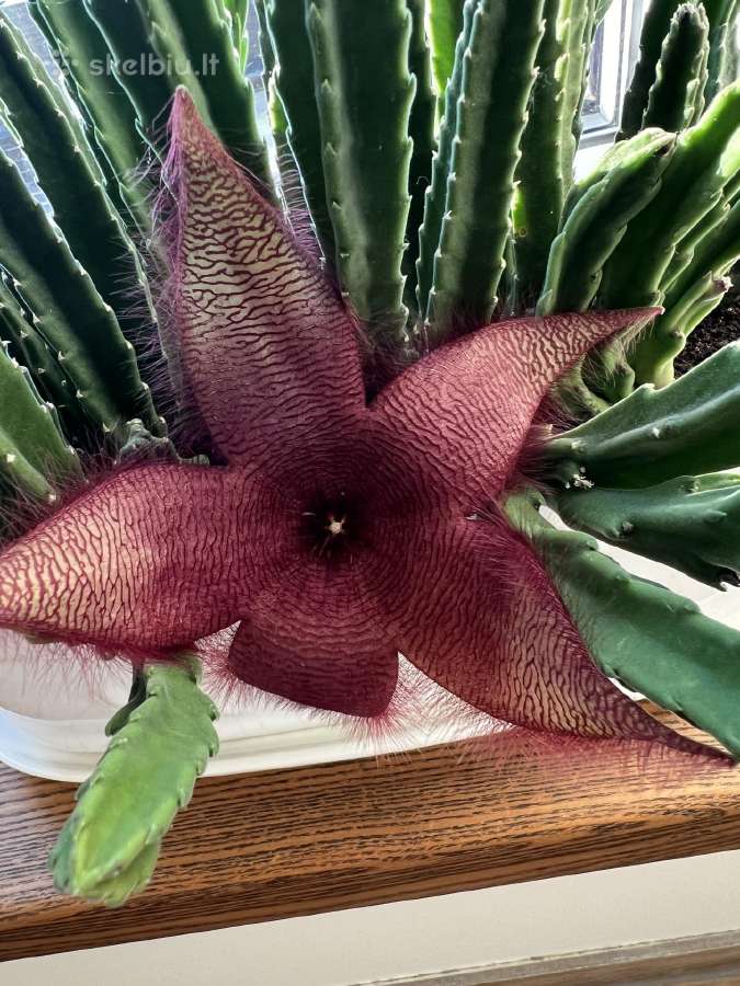 Stapelija Grandiflora ir Variegata - nuotraukos Nr. 3