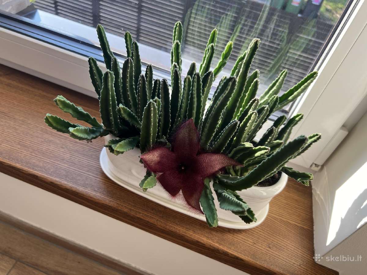 Stapelija Grandiflora ir Variegata - nuotraukos Nr. 4