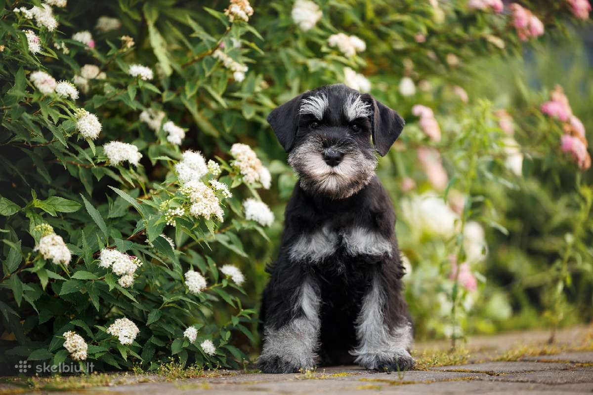 Miniature schnauzer puppy