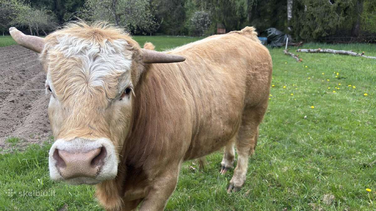 Šarole telyčia ir bulius