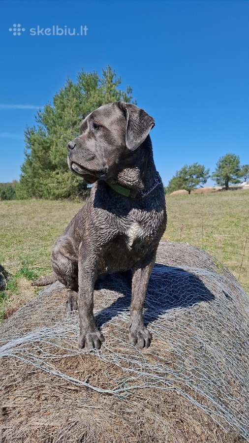 Cane Corso šuniukai su Fci dokumentais