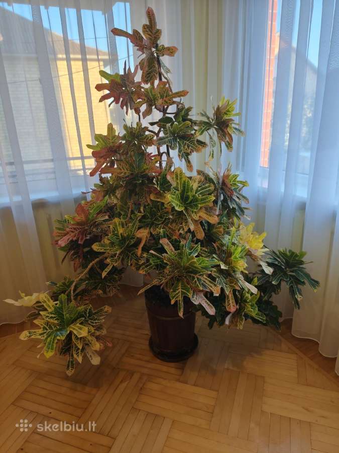 Kambarinė gėlė "Krotonas"