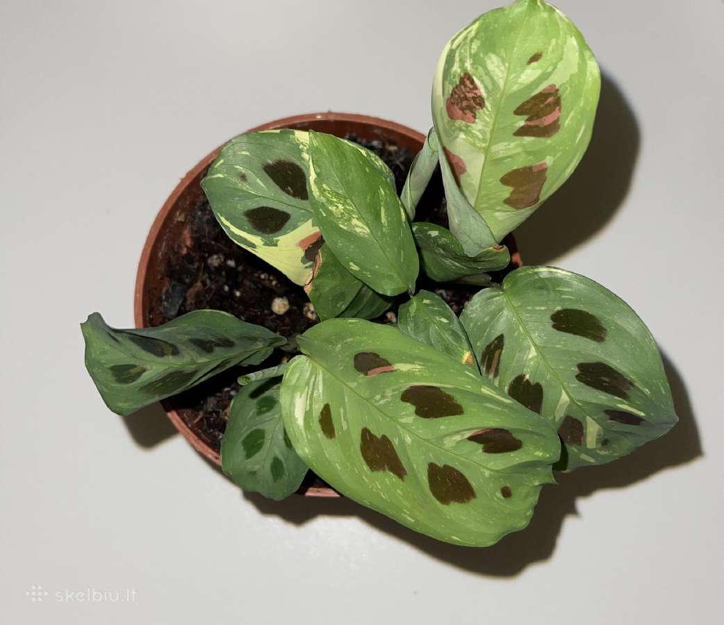 Parduodu Maranta leuconeura var. kerchoveana. - nuotraukos Nr. 2