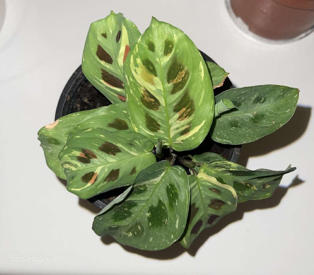 Parduodu Maranta leuconeura var. kerchoveana. - nuotraukos Nr. 3