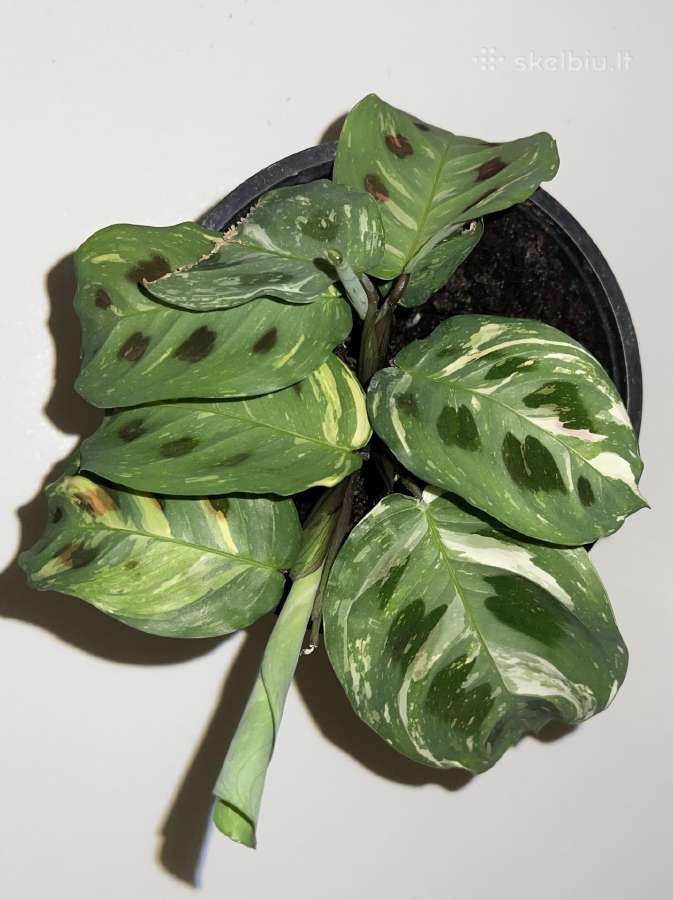 Parduodu Maranta leuconeura var. kerchoveana.