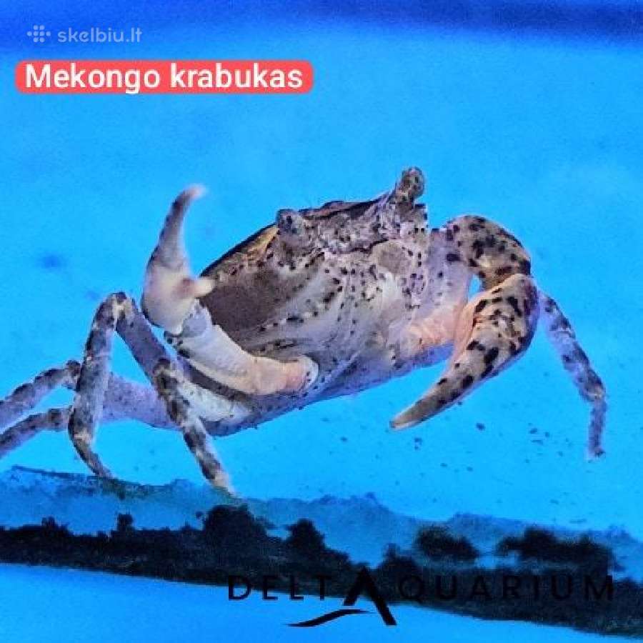 Gėlavandeniai Mekongo krabukai