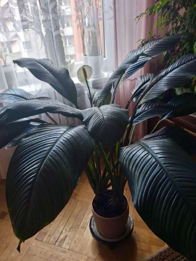 Dovanoju Spathiphyllum "Sensation" (vėzdūnė)