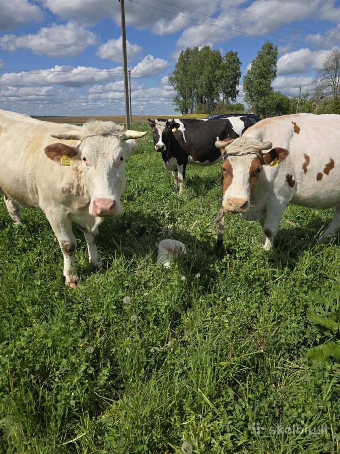 Karvės su veršiukais