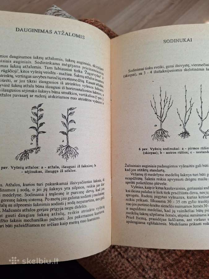 Vyšnių auginimas - nuotraukos Nr. 4