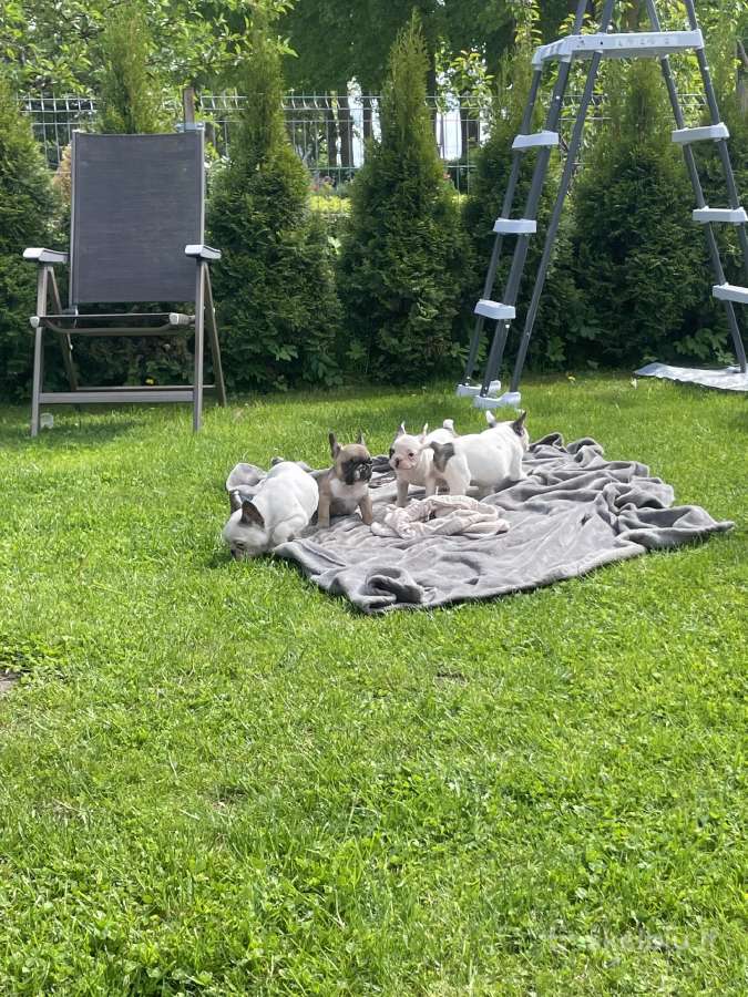 Žaisminga prancūzų buldogė