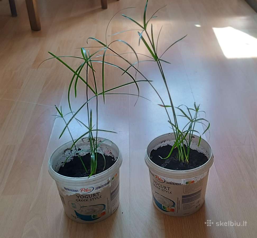 Nykštukiniai Papirusai 25cm aukštis 7€ vnt