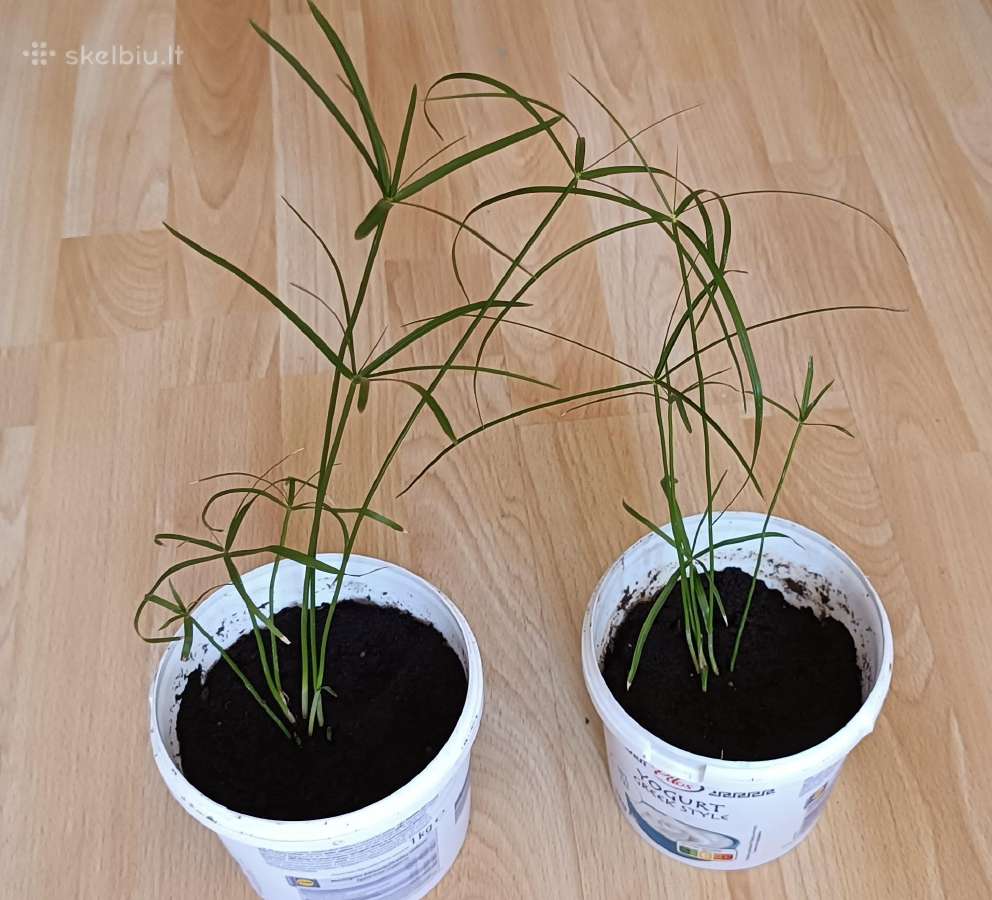 Nykštukiniai Papirusai 50 aukštis 7€ vnt baigėsi - nuotraukos Nr. 2
