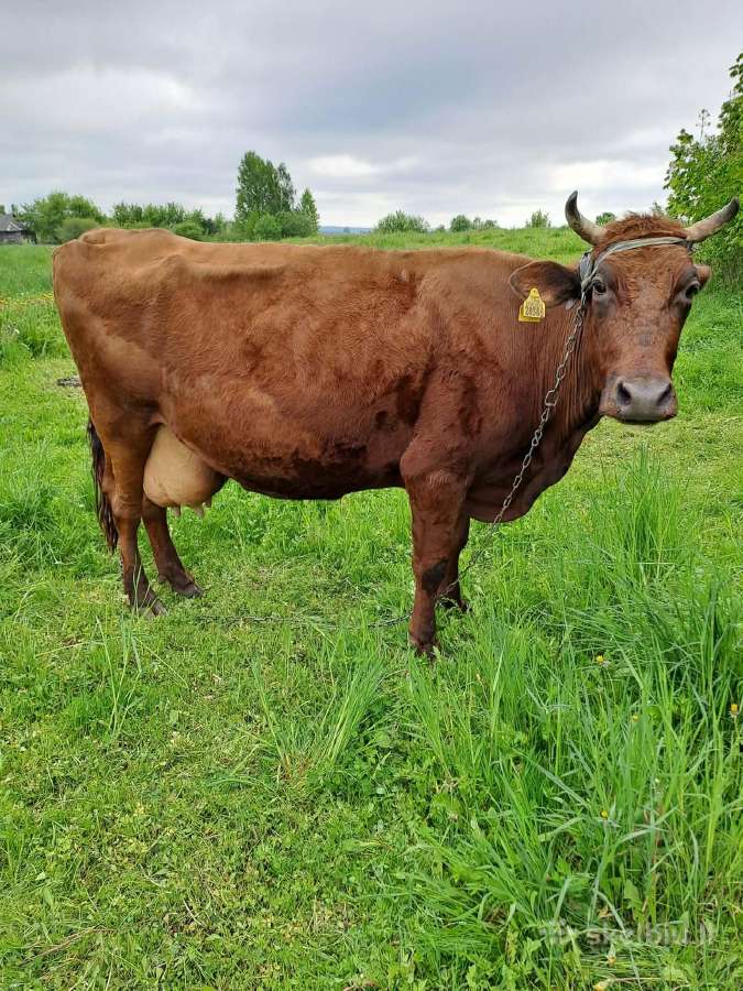 Parduodama karvė