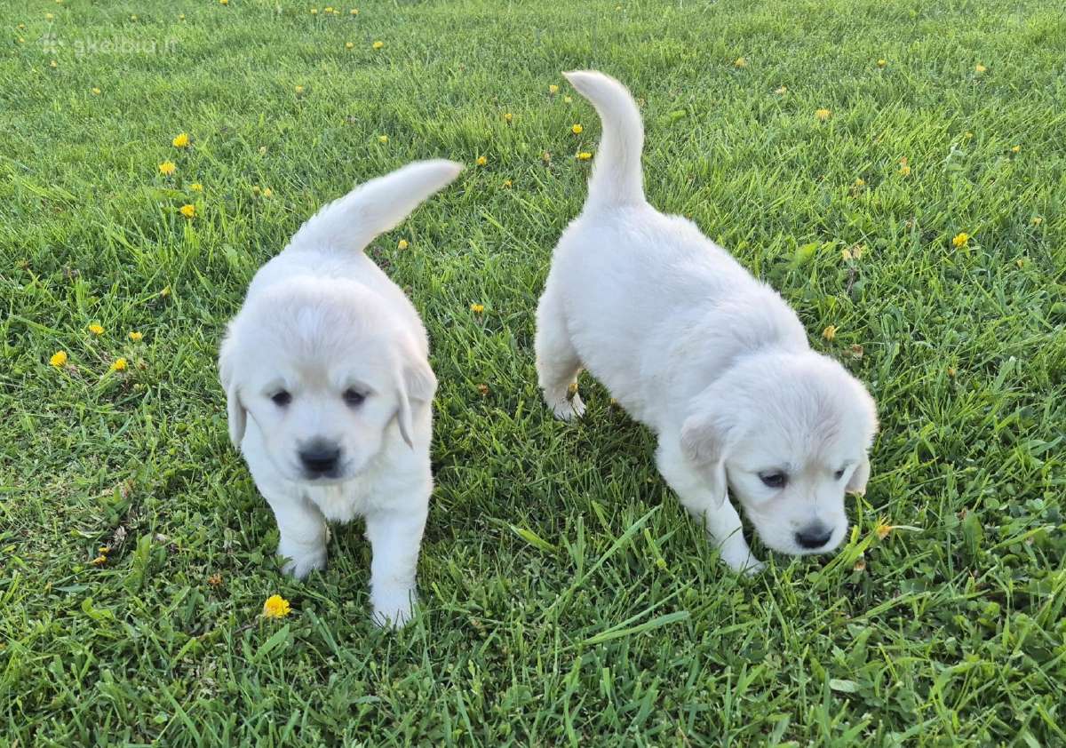 Golden Retriever