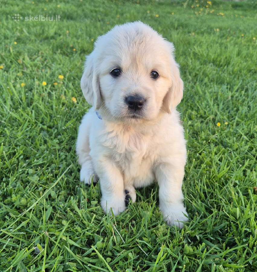 Golden Retriever