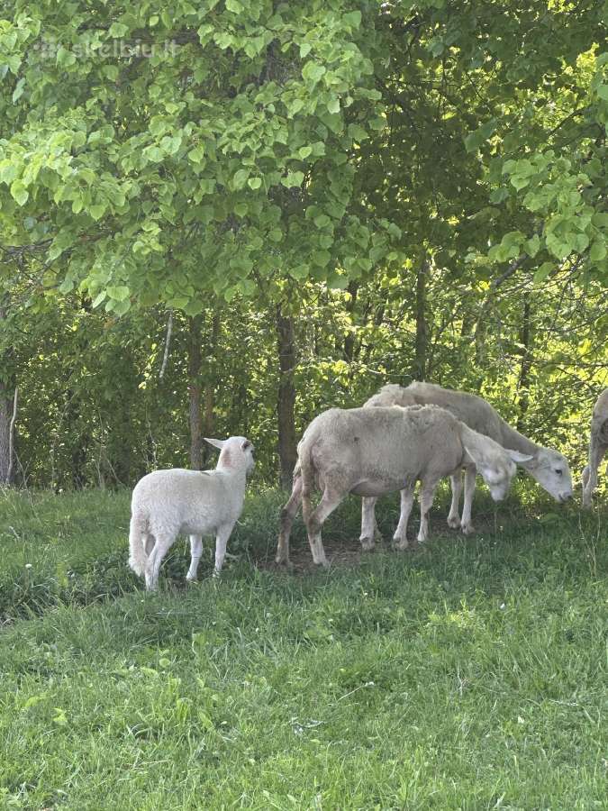 Ease care avys "bevilnės"