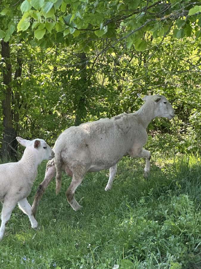 Ease care avys "bevilnės" - nuotraukos Nr. 2