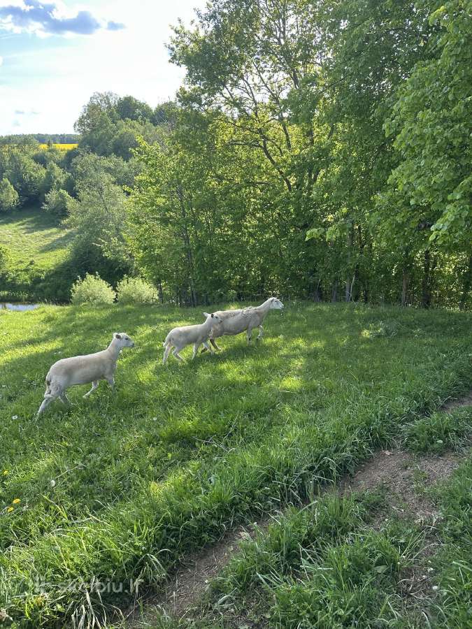 Ease care avys "bevilnės" - nuotraukos Nr. 3