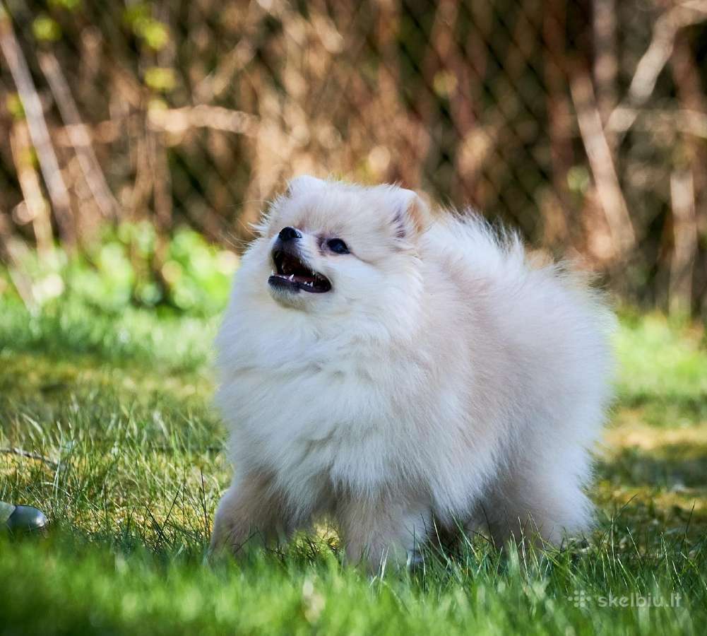 Deutscher Spitz miniature