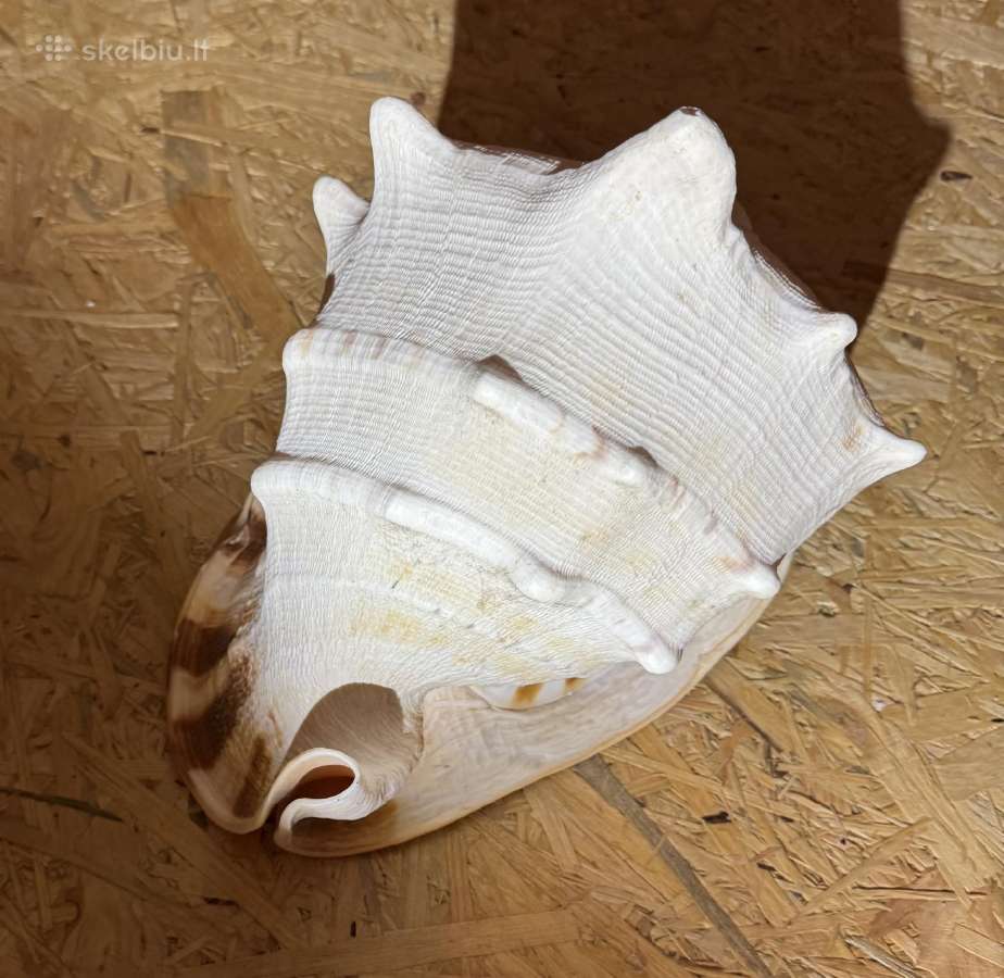 Cassis Cornuta Horned Helmet 29 cm jūrinė kriauklė - nuotraukos Nr. 2