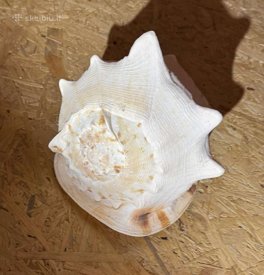 Cassis Cornuta Horned Helmet 29 cm jūrinė kriauklė - nuotraukos Nr. 3