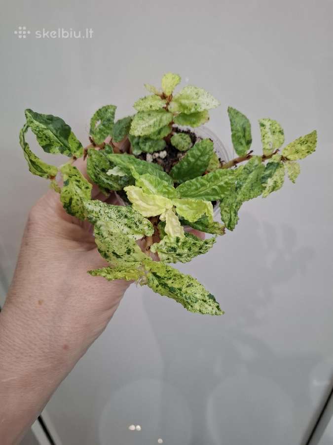 Pellionia repens variegata