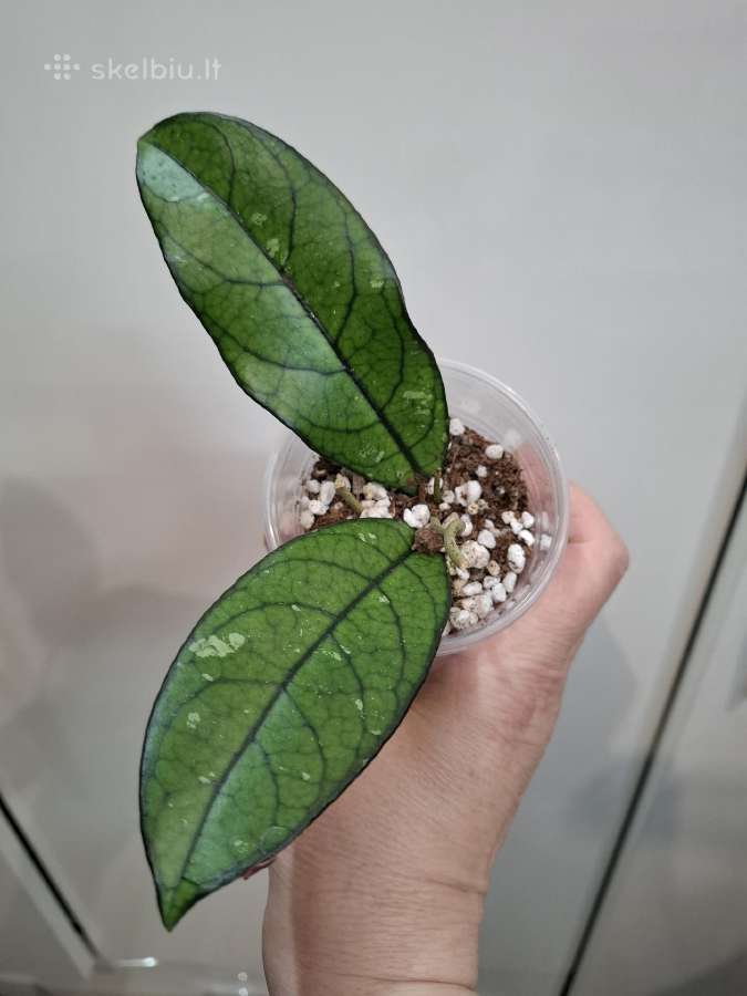 Hoya Crassipetiolata