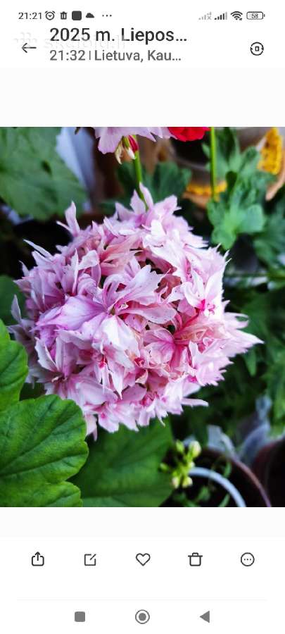 Nuostabios pelargonijos daigai