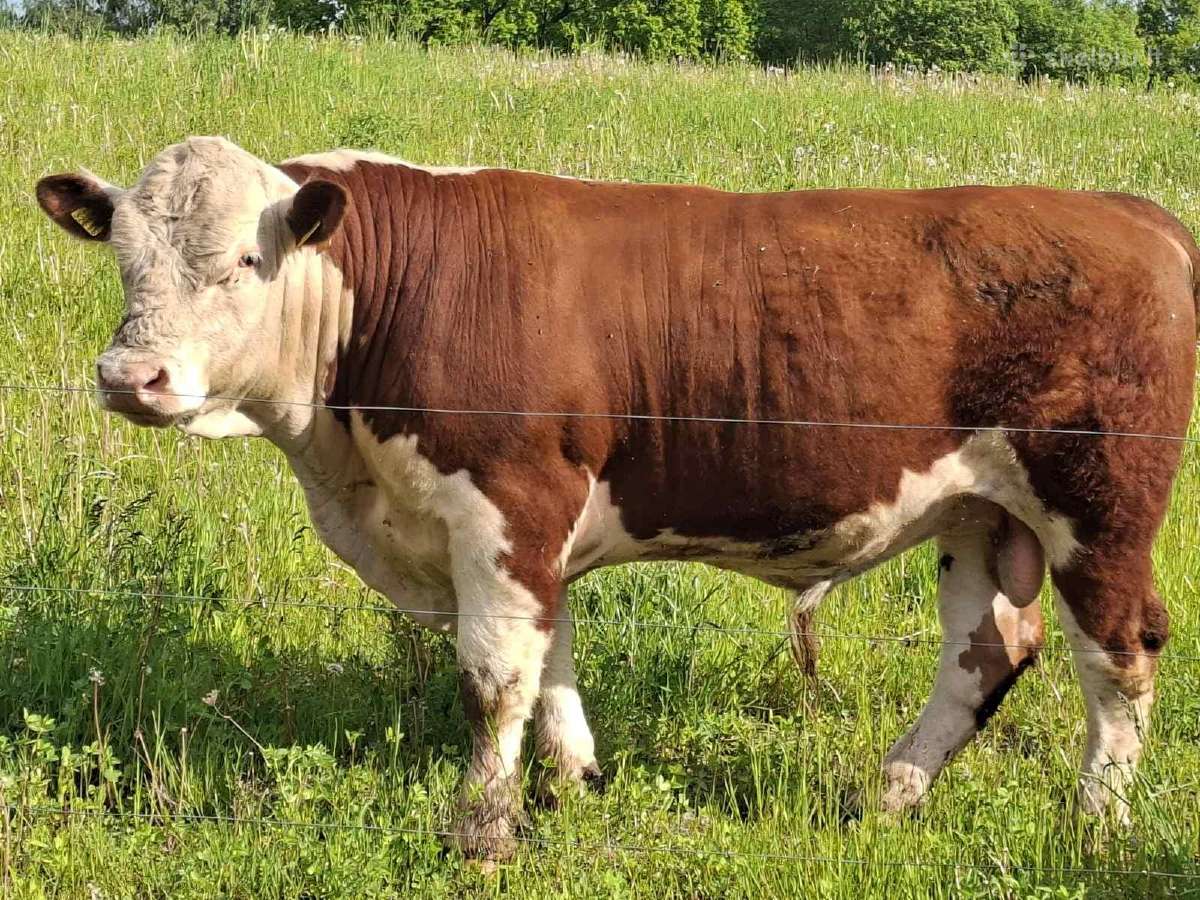 Hereford