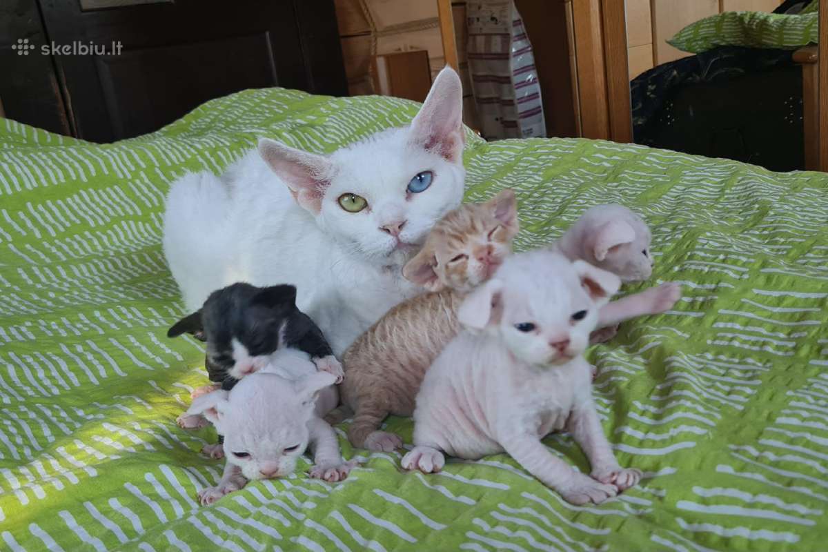 Devon rex veislės katukai