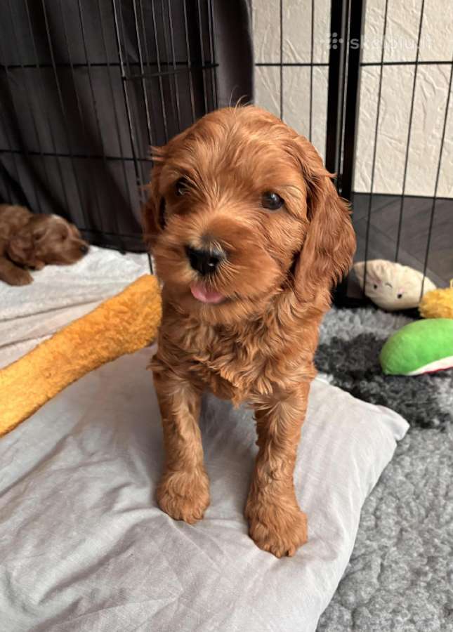 Australian Labradoodle šuniukai,su Wala dokum. - nuotraukos Nr. 7