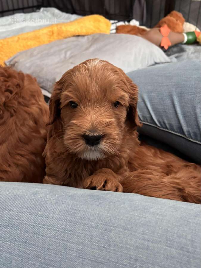 Australian Labradoodle šuniukai,su Wala dokum. - nuotraukos Nr. 6