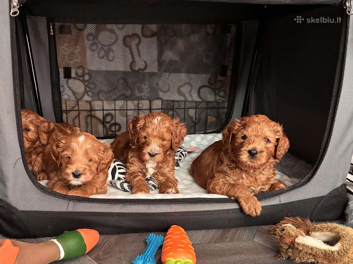 Australian Labradoodle šuniukai,su Wala dokum. - nuotraukos Nr. 5