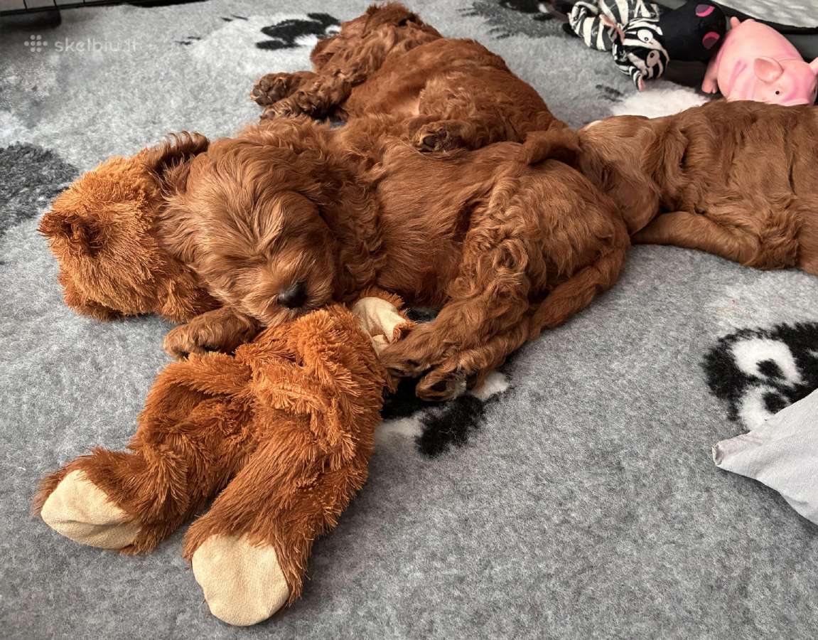 Australian Labradoodle šuniukai,su Wala dokum. - nuotraukos Nr. 9