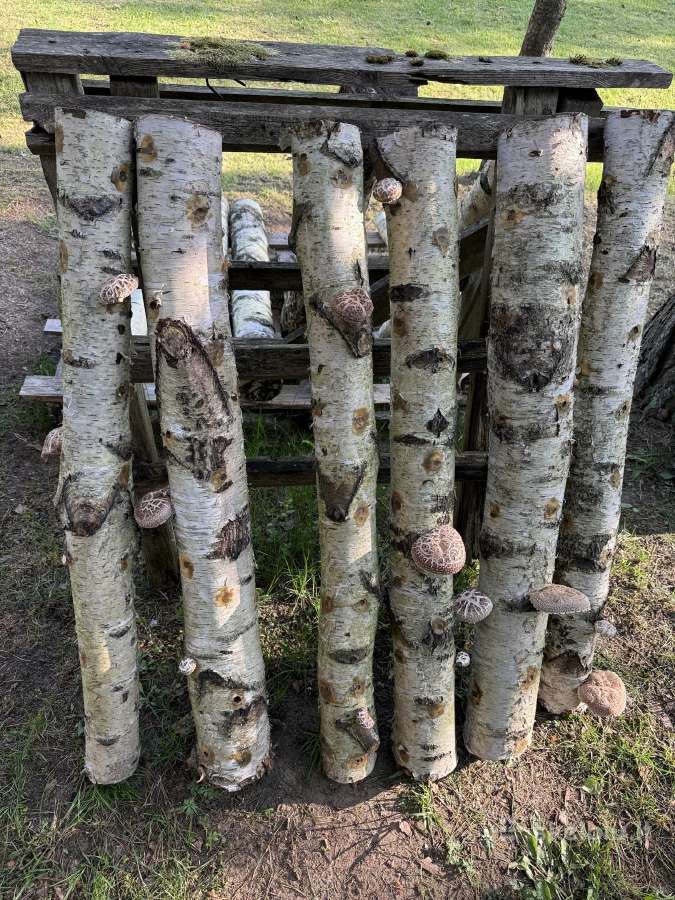 Shiitake grybai. Auginimas, rąstelių paruošimas,