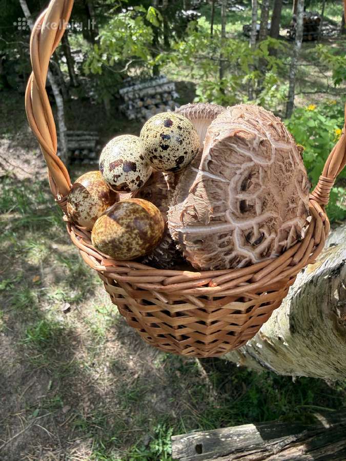 Shiitake grybai. Auginimas, rąstelių paruošimas, - nuotraukos Nr. 2
