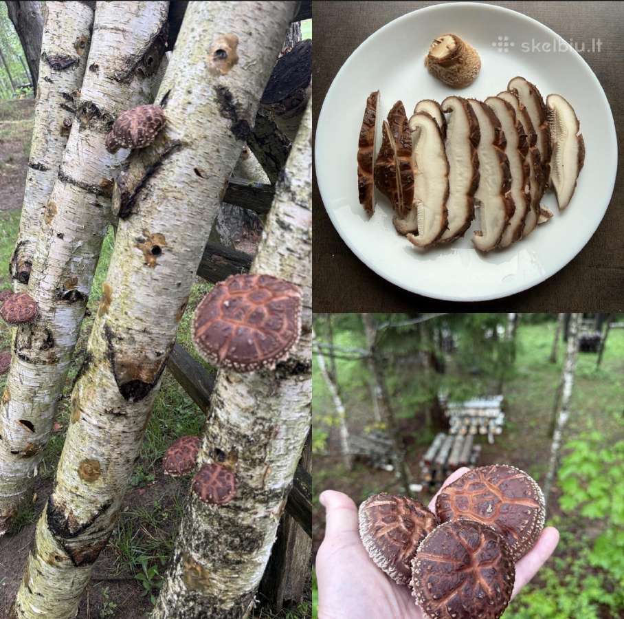 Shiitake grybai. Auginimas, rąstelių paruošimas, - nuotraukos Nr. 3