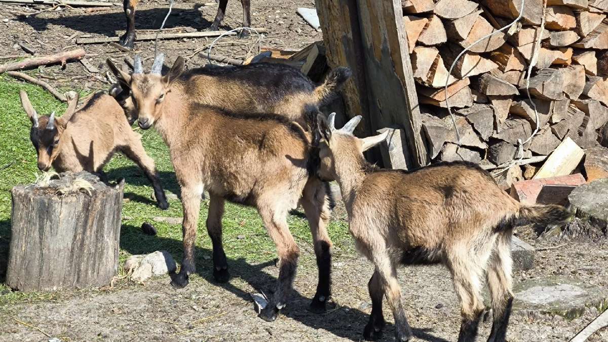 Parduodu alpinius ožiukus ir ožkytes.